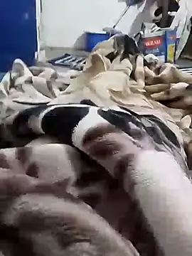 Snapshot of Playboy_bhabhi_00 chatting on February 2025 05:25:01 AM Playboy bhabhi 00 online show from February 2025 05:25:01 AM