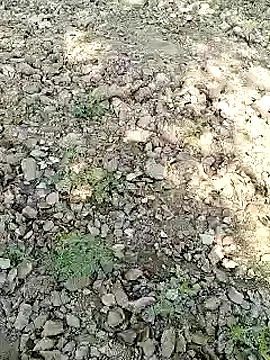 xmanrawan2 online show from January 2025 07:07:02 AM