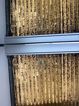 Madisson-Rivas online show from October 2025 07:14:02 PM