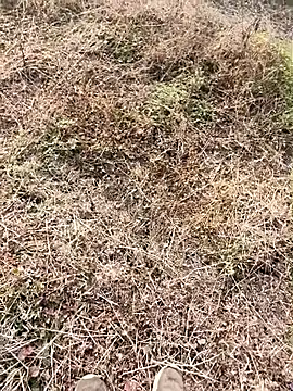 himvilohi08 online show from January 2026 04:04:01 AM