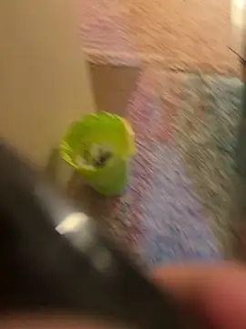 So8nan online show from November 2025 05:34:01 PM