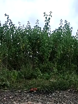 Snapshot of telugu-341 chatting on September 2025 11:56:02 AM telugu-341 online show from September 2025 11:56:02 AM