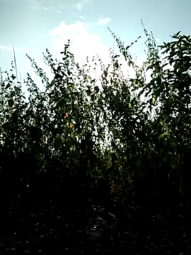 Snapshot of telugu-341 chatting on October 2025 01:50:02 AM telugu-341 online show from October 2025 01:50:02 AM