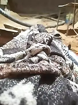 Snapshot of ParousFlow chatting on October 2025 11:03:01 PM ParousFlow online show from October 2025 11:03:01 PM