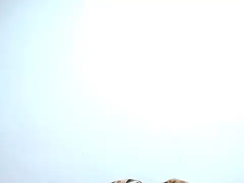 saara johnson496 online show from October 2025 11:38:01 PM