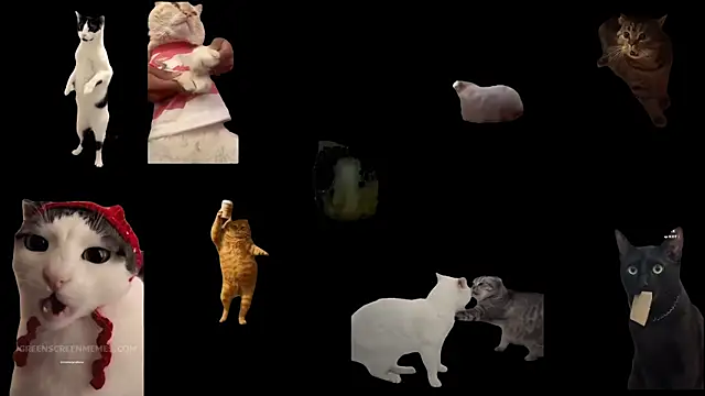 ch0wn m online show from November 2025 12:38:01 PM