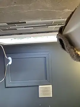 chocolate bella online show from March 2026 12:49:01 PM