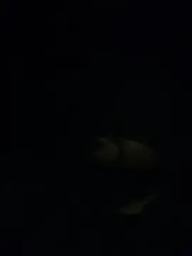 shakeweight online show from November 2025 07:02:02 AM