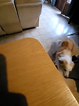 Snapshot of Stingles chatting on October 2025 06:43:02 AM Stingles online show from October 2025 06:43:02 AM