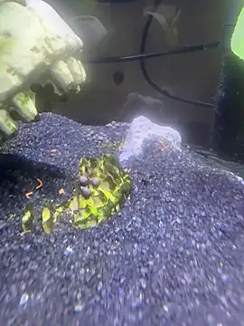 saumon3022 online show from February 2026 09:13:01 AM