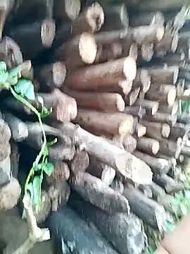 July-Asian online show from April 2026 09:54:01 AM