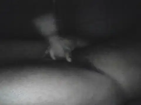 Bigcockjamaican876 online show from October 2025 04:56:02 AM