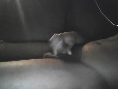 Bigcockjamaican876 online show from October 2025 04:46:02 AM