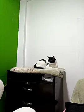 kate rosse02 online show from February 2026 08:41:01 AM