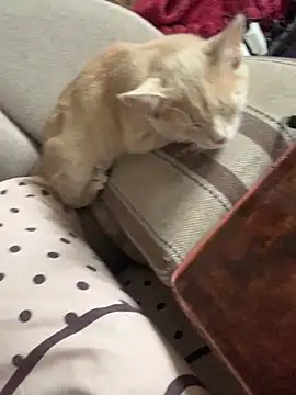 ksenia123 online show from September 2025 06:28:02 AM