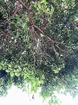 Snapshot of Boy_hot- chatting on February 2026 08:09:02 PM Boy hot- online show from February 2026 08:09:02 PM