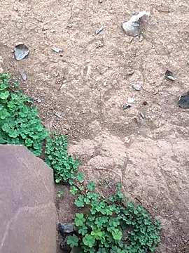 Snapshot of Ag_punam chatting on February 2026 02:15:02 AM Ag punam online show from February 2026 02:15:02 AM