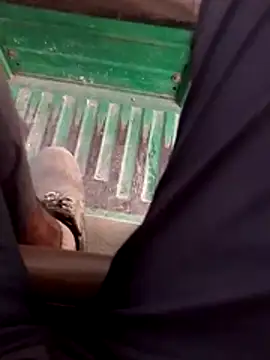 haryanaboypanipat12 online show from April 2026 12:52:02 PM