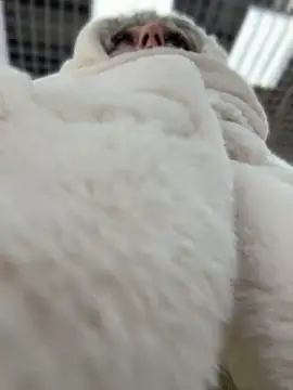 RonnieKiss online show from April 2026 09:02:01 AM