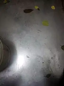 telugumodda4396 online show from November 2025 09:30:02 AM