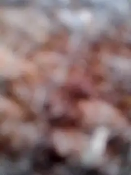 Rs sonam online show from February 2026 02:49:02 AM