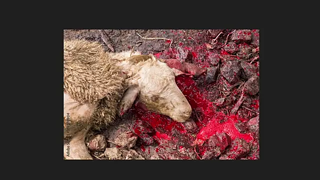 Playful Lia online show from April 2026 02:05:01 AM