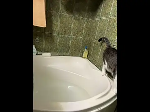 Snapshot of COBRAboySEX@xh chatting on February 2026 08:51:01 AM COBRAboySEXxh online show from February 2026 08:51:01 AM