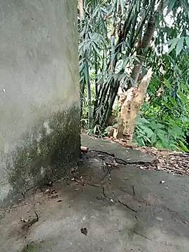 Bear bear0 online show from November 2025 01:50:02 AM