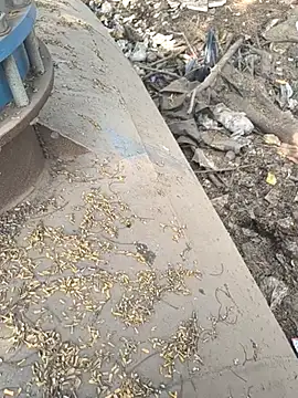 Playboy pune  online show from November 2025 09:10:01 AM