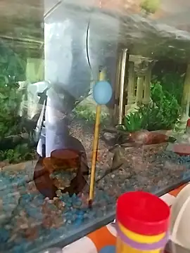 Snapshot of reynaafro93 chatting on November 2025 03:05:02 PM reynaafro93 online show from November 2025 03:05:02 PM