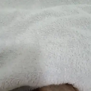 Novinhocomedordeppk online show from January 2026 03:50:02 PM