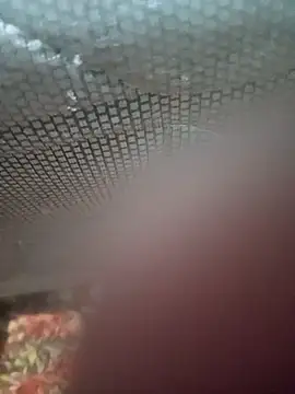 Ariee 199 online show from December 2025 10:29:02 PM