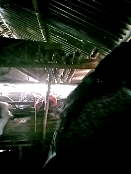 Snapshot of porimoi_505 chatting on December 2025 07:34:01 AM porimoi 505 online show from December 2025 07:34:01 AM