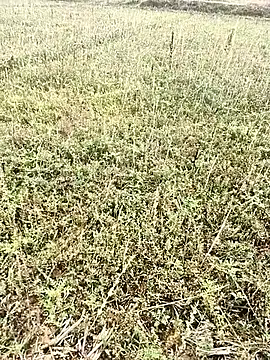 Snapshot of Sheela_Sex90 chatting on April 2026 03:59:02 AM Sheela Sex90 online show from April 2026 03:59:02 AM