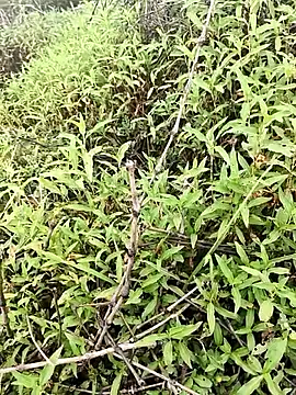 Snapshot of Sheela_Sex90 chatting on April 2026 04:02:02 AM Sheela Sex90 online show from April 2026 04:02:02 AM