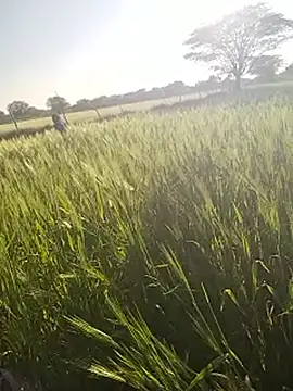 Snapshot of hornycouple20000 chatting on January 2026 11:05:01 AM hornycouple20000 online show from January 2026 11:05:01 AM