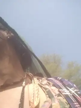 Snapshot of hornycouple20000 chatting on February 2026 05:01:02 AM hornycouple20000 online show from February 2026 05:01:02 AM