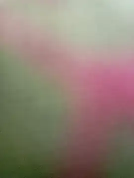 Dariralf online show from January 2026 12:42:02 PM