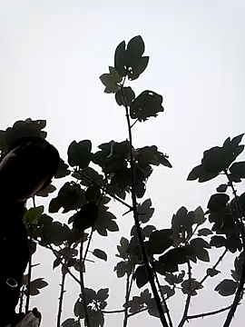 him220 online show from March 2026 02:08:02 AM