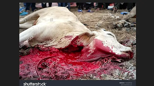 Clima muse online show from April 2026 01:43:02 AM