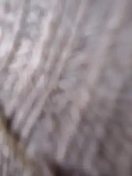 Cataleya 16 online show from March 2026 07:09:01 PM