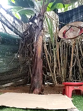 leona118 online show from April 2026 01:27:01 AM