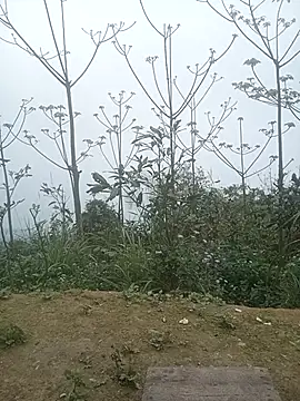 cutebobi online show from March 2026 03:30:02 AM