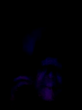 Snapshot of 061190 chatting on February 2026 03:46:01 PM 061190 online show from February 2026 03:46:01 PM