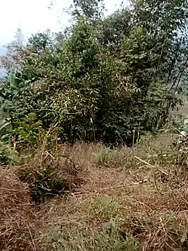 Snapshot of sushi-asa chatting on February 2026 01:47:02 AM sushi-asa online show from February 2026 01:47:02 AM