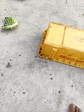 Snapshot of rubitrides11 chatting on February 2026 11:25:02 AM rubitrides11 online show from February 2026 11:25:02 AM