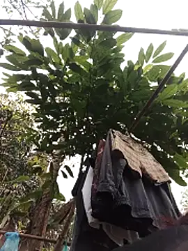 Snapshot of Small_flower1 chatting on February 2026 03:11:01 AM Small flower1 online show from February 2026 03:11:01 AM