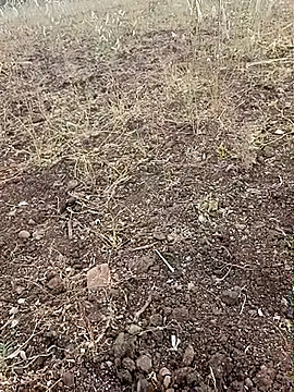 yusu 3 online show from February 2026 11:40:01 AM