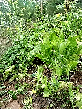 Snapshot of ngocbao11 chatting on February 2026 01:04:01 AM ngocbao11 online show from February 2026 01:04:01 AM