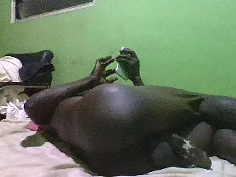 blakkvirus online show from December 2024 05:13:01 AM